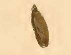 Image of Cauchas rufimitrella