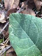 Image of Liriomyza arctii Spencer 1969