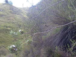 Image de Psoralea floccosa