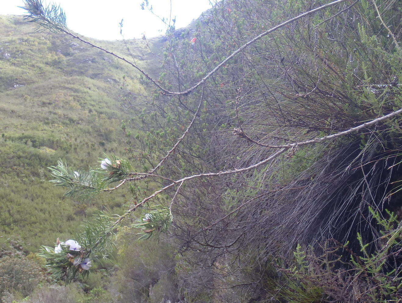 Image of Psoralea floccosa