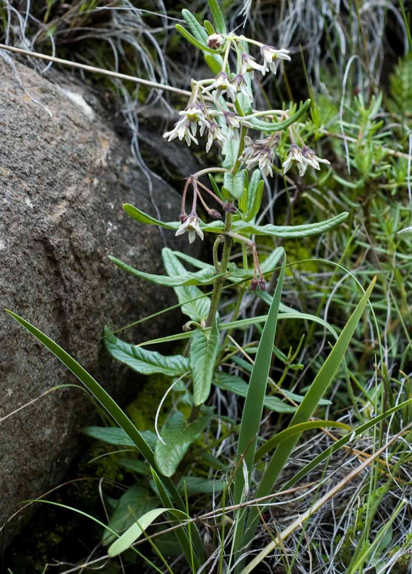 Image of Schizoglossum hilliardiae F. K. Kupicha