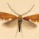 Image of Incurvaria masculella