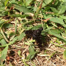 Image of Tiger Bee Fly