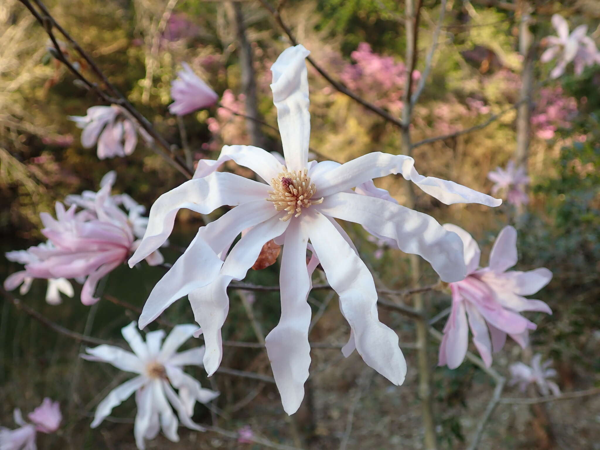 Image of Star Magnolia