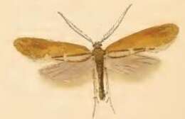 Image of Incurvaria pectinea Haworth 1828