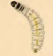 Image of Incurvaria pectinea Haworth 1828