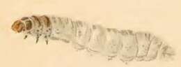 Image of Incurvaria pectinea Haworth 1828