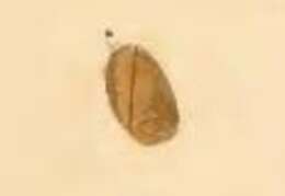 Image of Incurvaria pectinea Haworth 1828