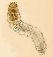 Image of Incurvaria koerneriella Zeller 1839