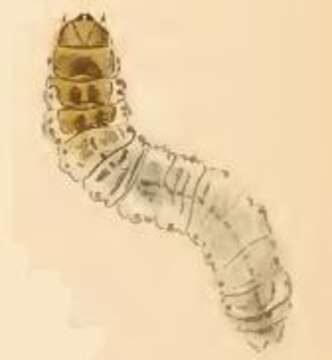 Image of Incurvaria koerneriella Zeller 1839