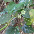 Image de Erythropalum scandens Bl.