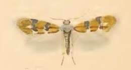 Image of Phylloporia bistrigella Haworth 1829