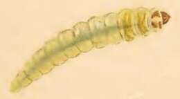 Image of Phylloporia bistrigella Haworth 1829