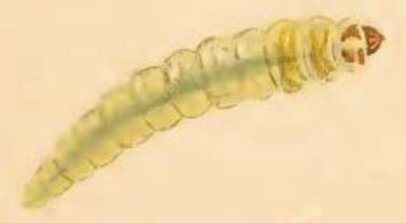 صورة Phylloporia bistrigella Haworth 1829