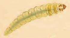 Imagem de Phylloporia bistrigella Haworth 1829