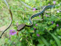 Sivun Dendrelaphis underwoodi Van Rooijen & Vogel 2008 kuva