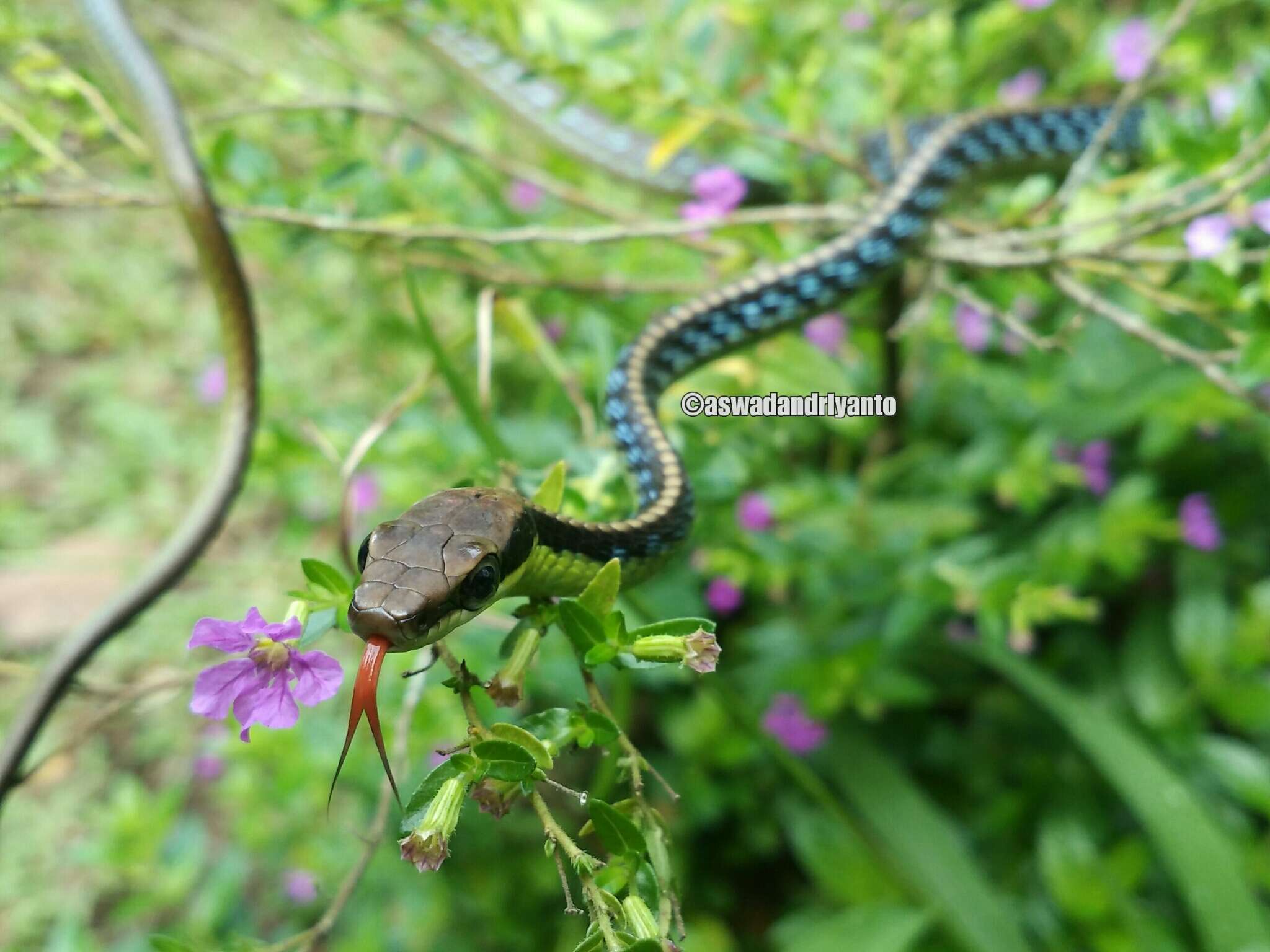 Image of Underwood’s Bronzeback snake