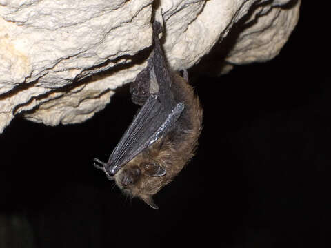 Image of Brandt's Bat