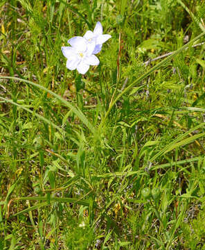 Image of Prairie pleatleaf