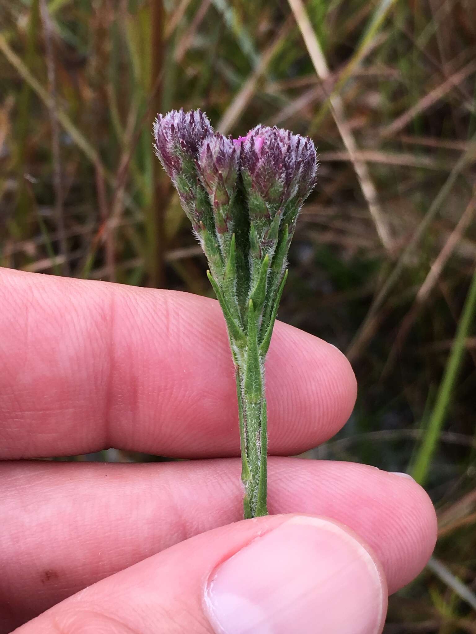 Carphephorus pseudoliatris Cass.的圖片