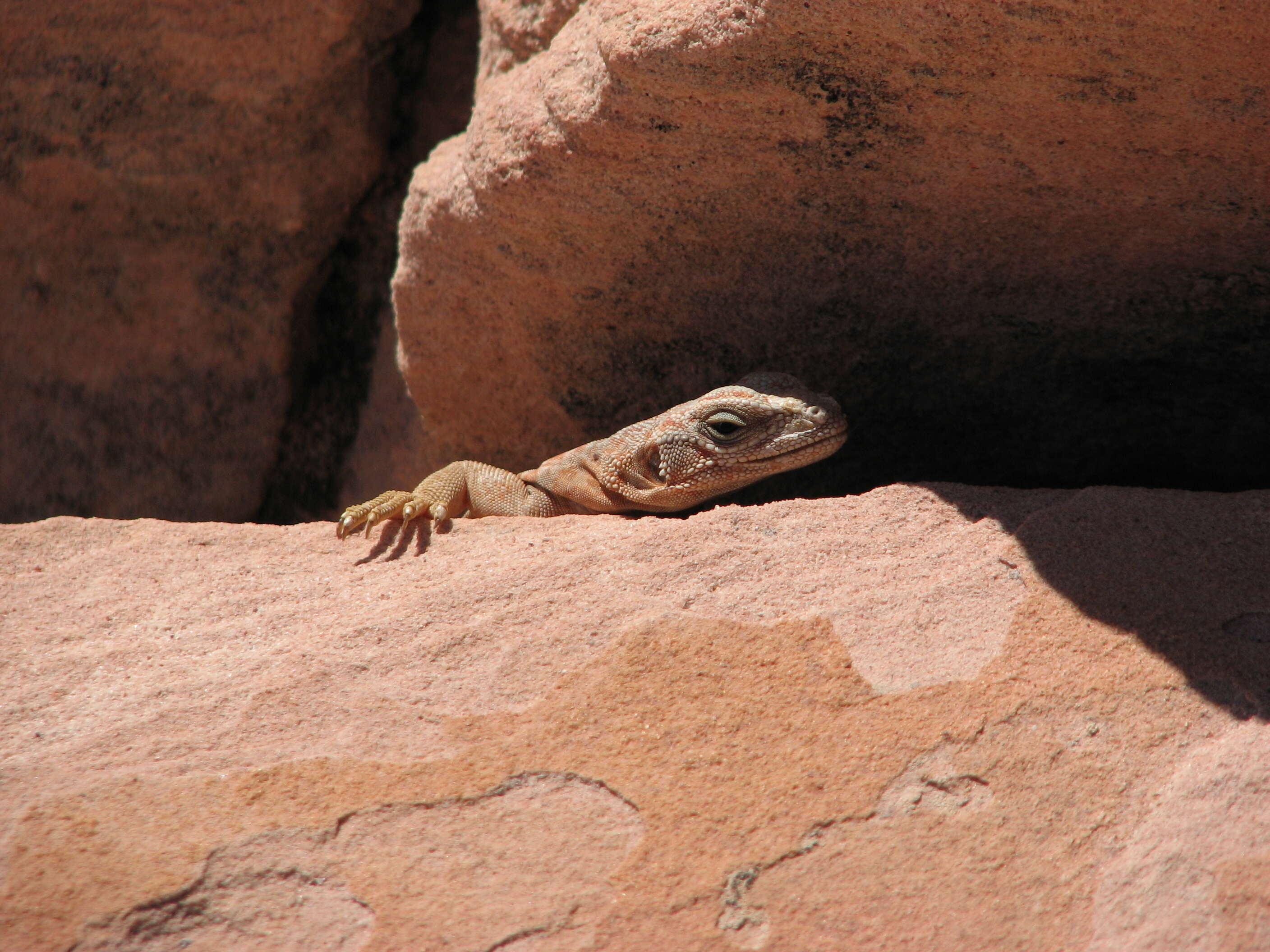 Image of Common Chuckwalla