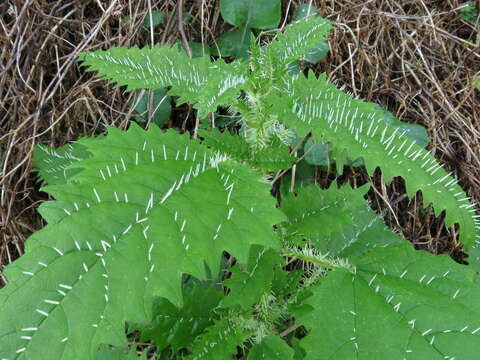 Imagem de Urtica ferox Forst. fil.