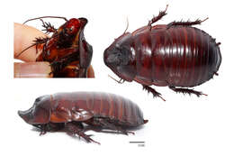 Image of Macropanesthia