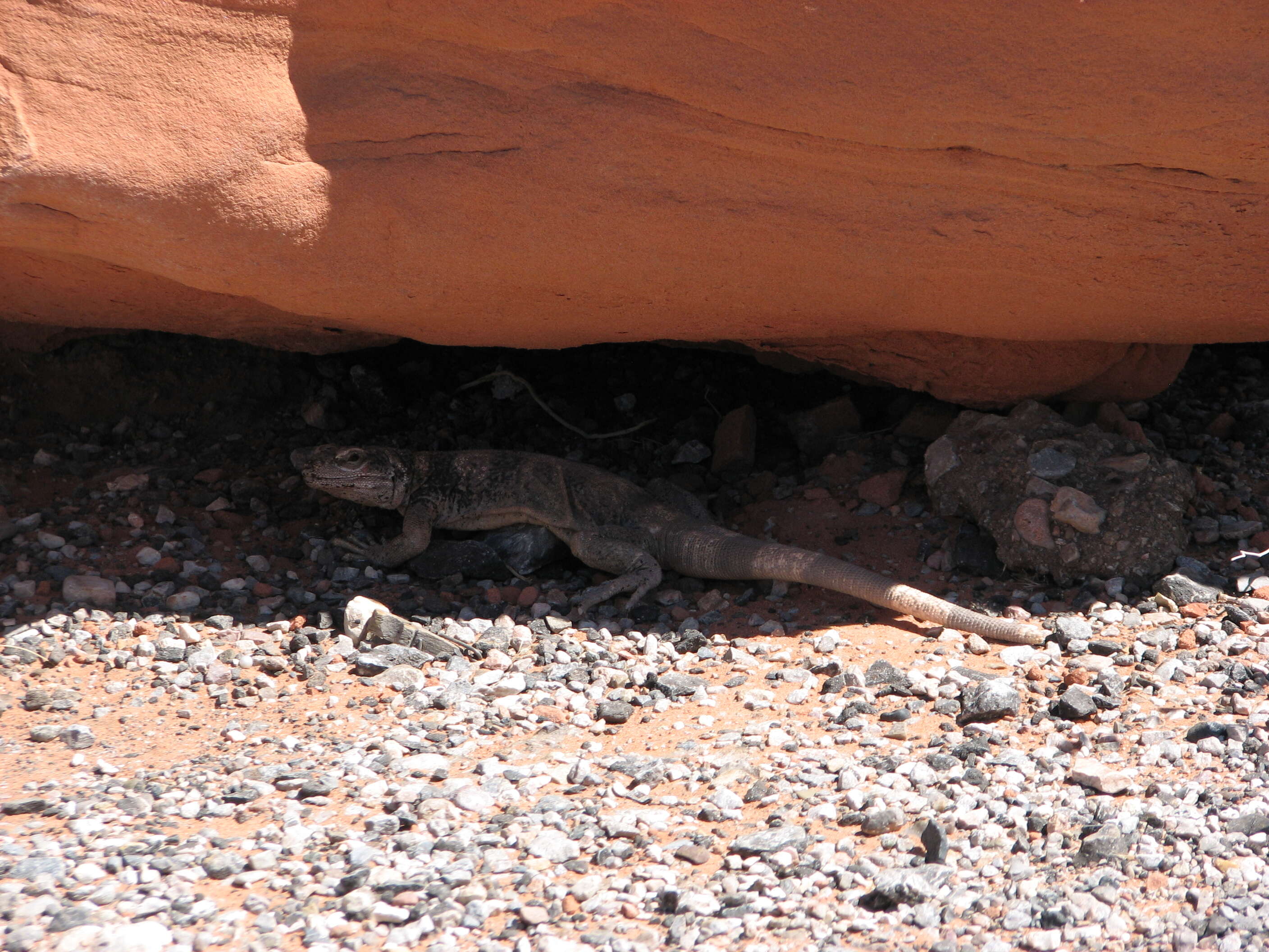 Image of Common Chuckwalla