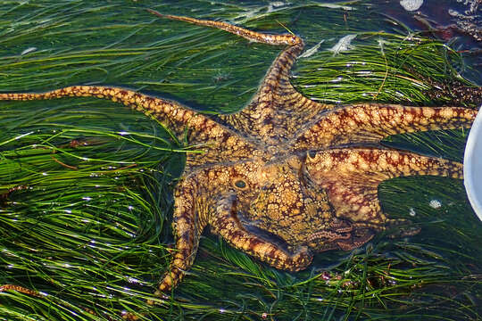 Image of California two-spot octopus