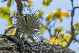 Image of Tillandsia atroviridipetala Matuda