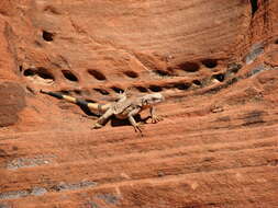 Image of Common Chuckwalla