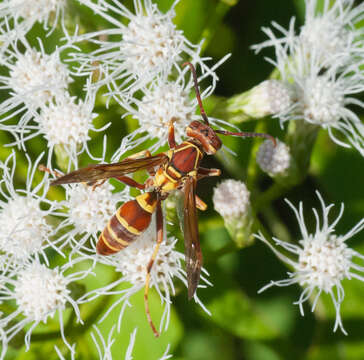 Image of <i>Polistes <i>poeyi</i></i> poeyi