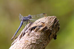 Image de Dasythemis venosa (Burmeister 1839)