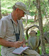 Image of Toque macaque