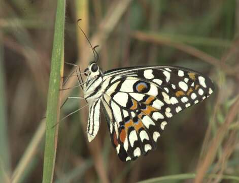 Plancia ëd Papilio demoleus Linnaeus 1758