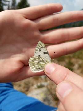 Image of Western White