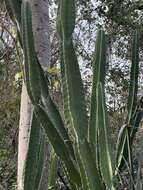 Image of Cereus bicolor Rizzini & A. Mattos