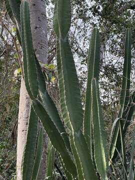 Imagem de Cereus bicolor Rizzini & A. Mattos