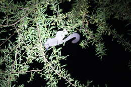 Image of Senegal Bushbaby