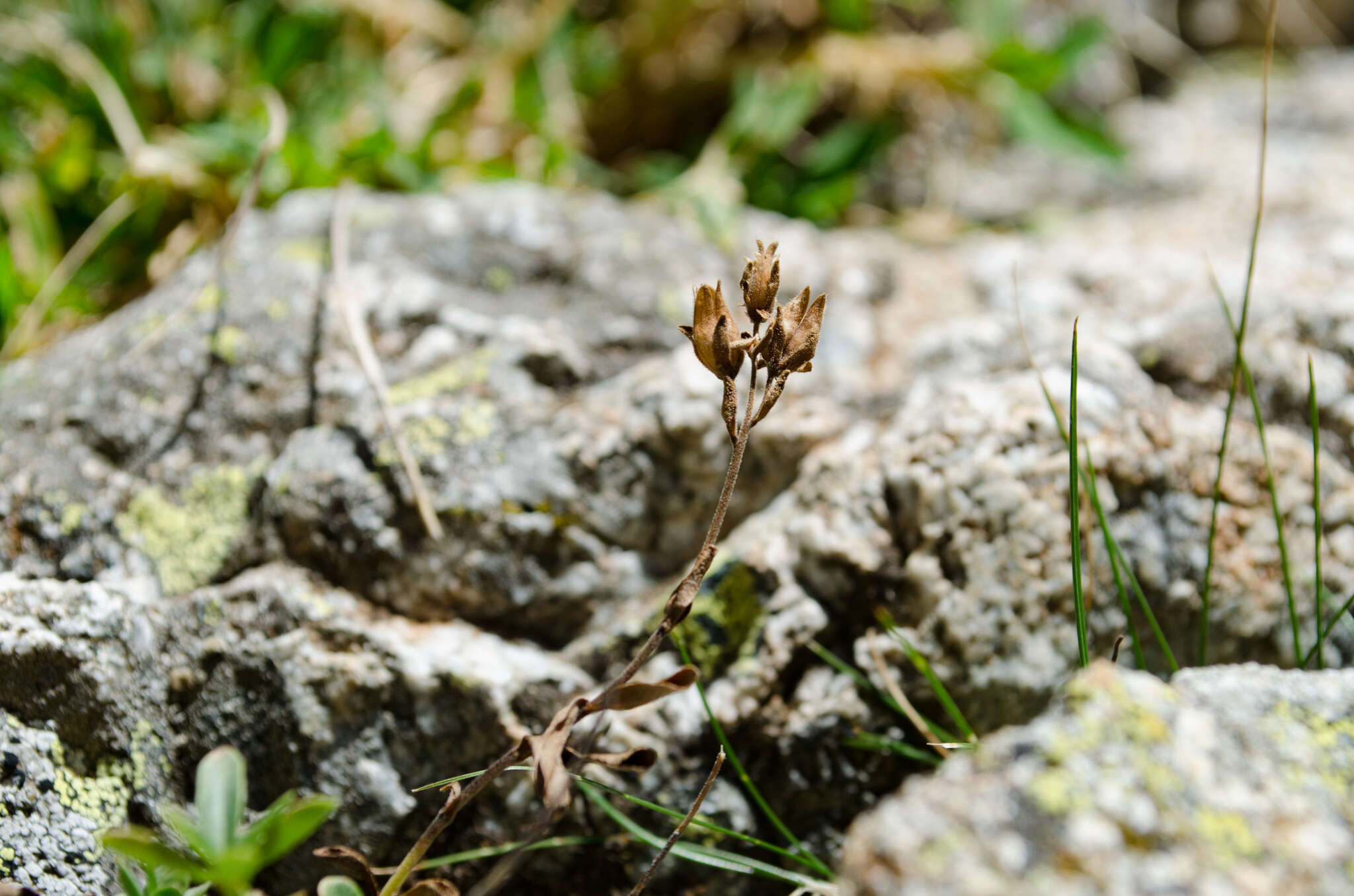 Imagem de Veronica fruticans subsp. cantabrica Lainz