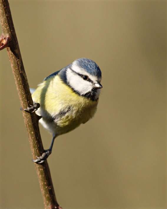 Image of Tit