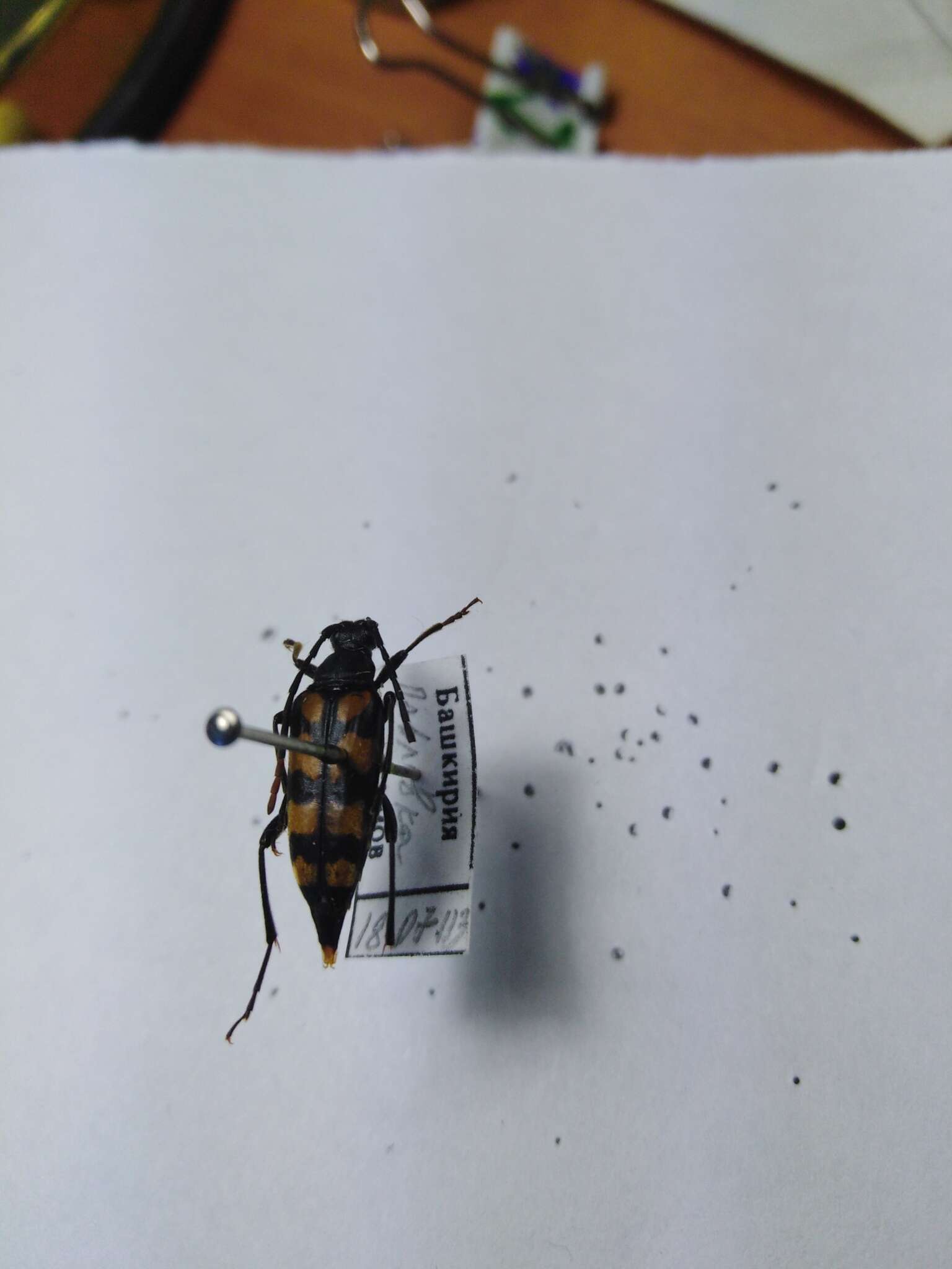 Image of Leptura quadrifasciata Linné 1758