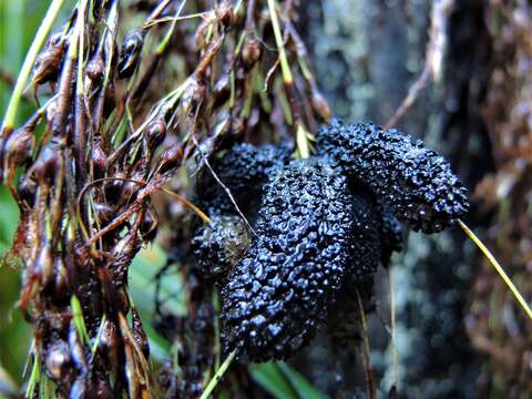 Plancia ëd Farysporium endotrichum (Berk.) Vánky 1999