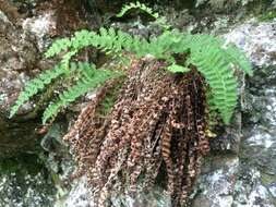 Image de Dryopteris fragrans (L.) Schott