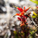 Image of Castilleja talamancensis N. H. Holmgren