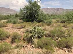 Image of Thornber's buckhorn cholla