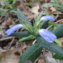 Cynarospermum asperrimum (Nees) K. Vollesen resmi