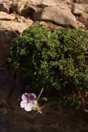 Sivun Erodium glandulosum (Cav.) Willd. kuva