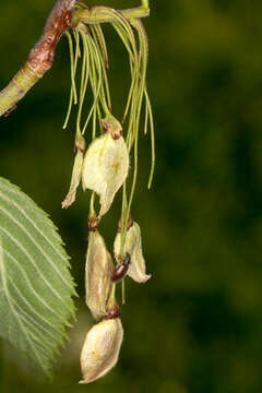 Image of Eurasian elm