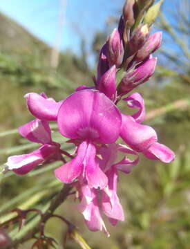 Plancia ëd Indigofera filifolia Thunb.